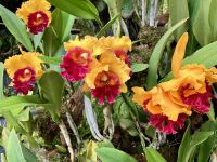 Orchideen aus der Gegend von Machu Pichu 