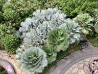 Palmen von weit oben gesehen