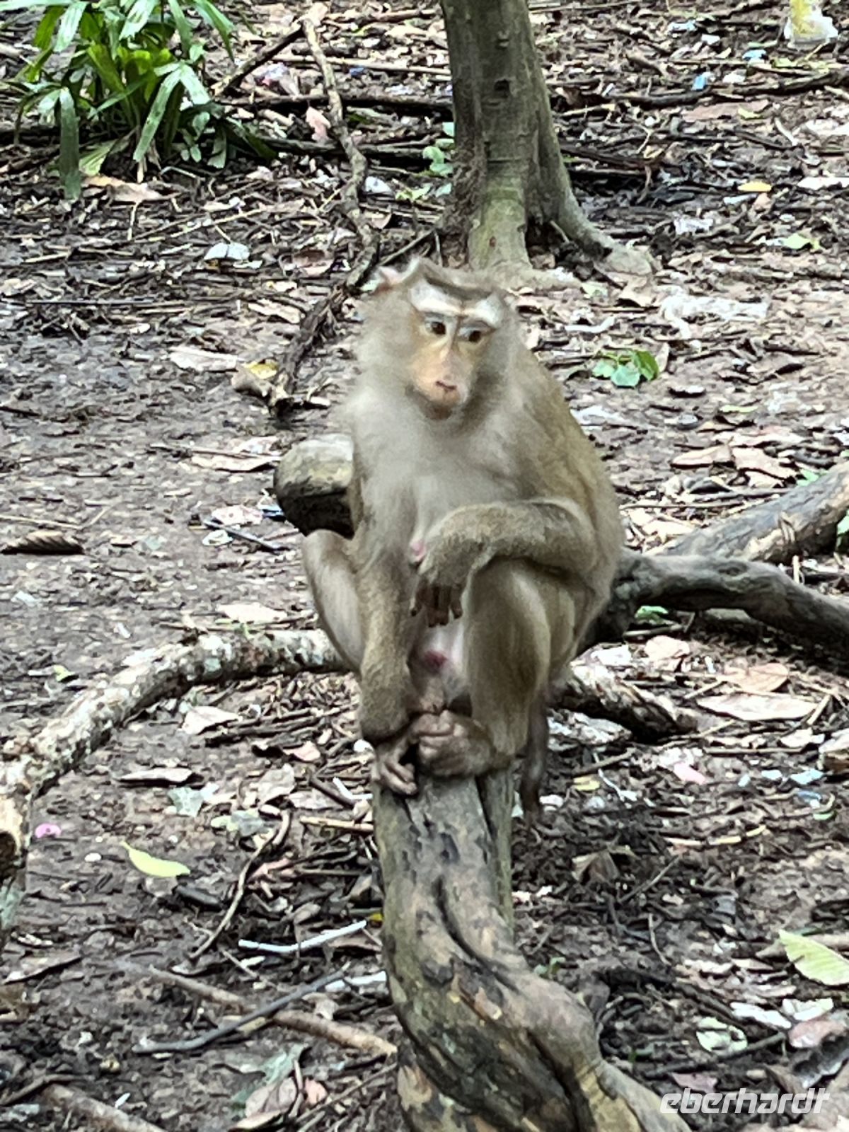 Affe, Ankor, Kambodscha