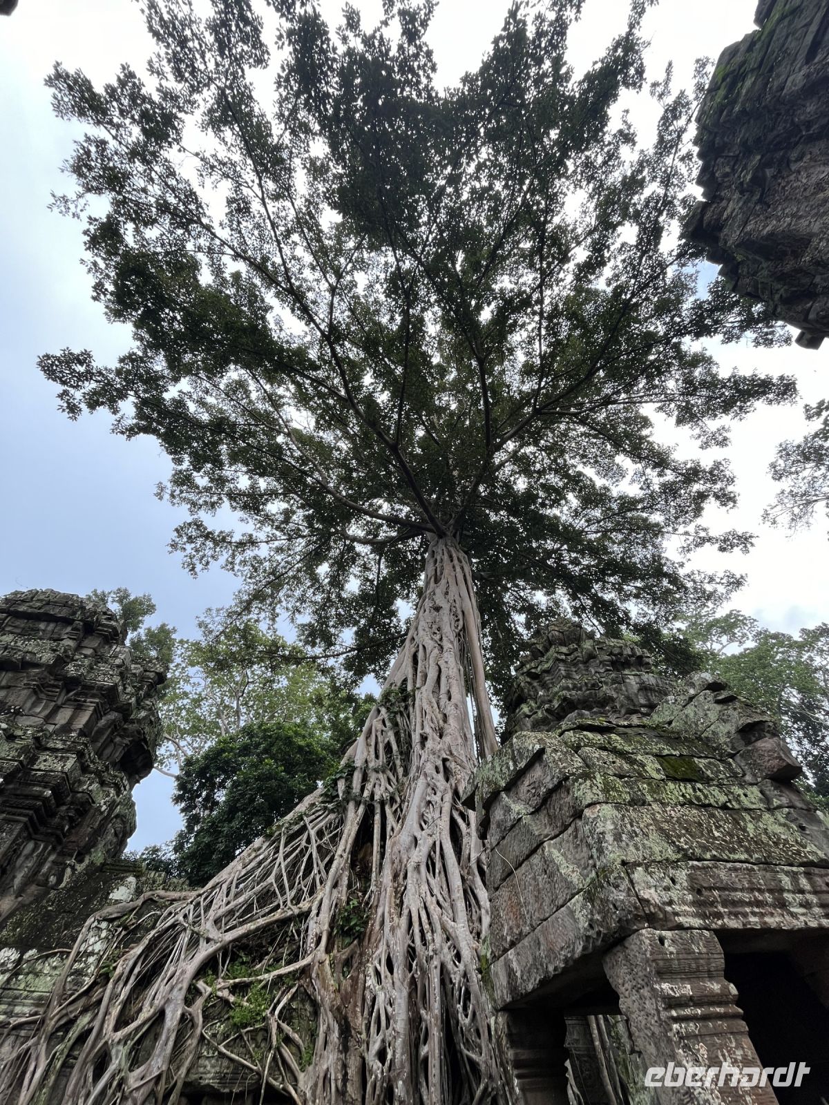 Prasat Ta Prohm, Ankor, Kambodscha