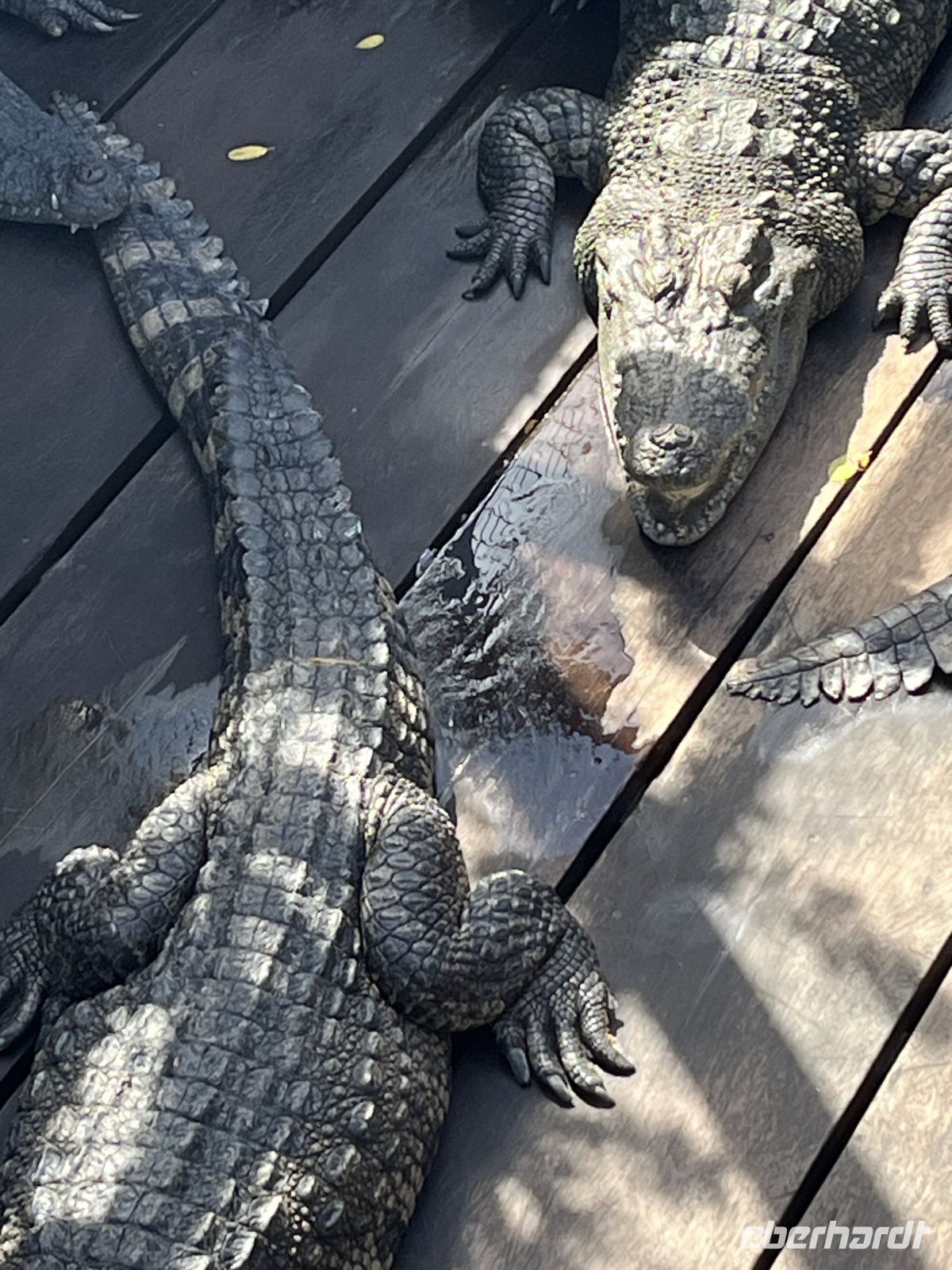 Krokodile, Tonle–Sap–See, Kambodscha