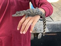 Krokodil, Tonle–Sap–See, Kambodscha