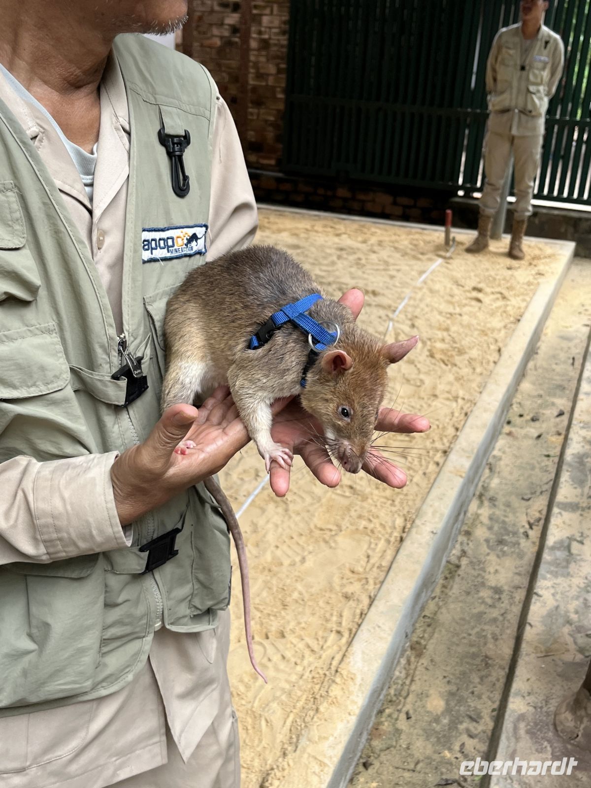 APOPO Museum, Siem Reap, Kambodscha