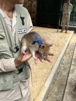 APOPO Museum, Siem Reap, Kambodscha