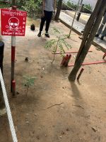 APOPO Museum, Siem Reap, Kambodscha