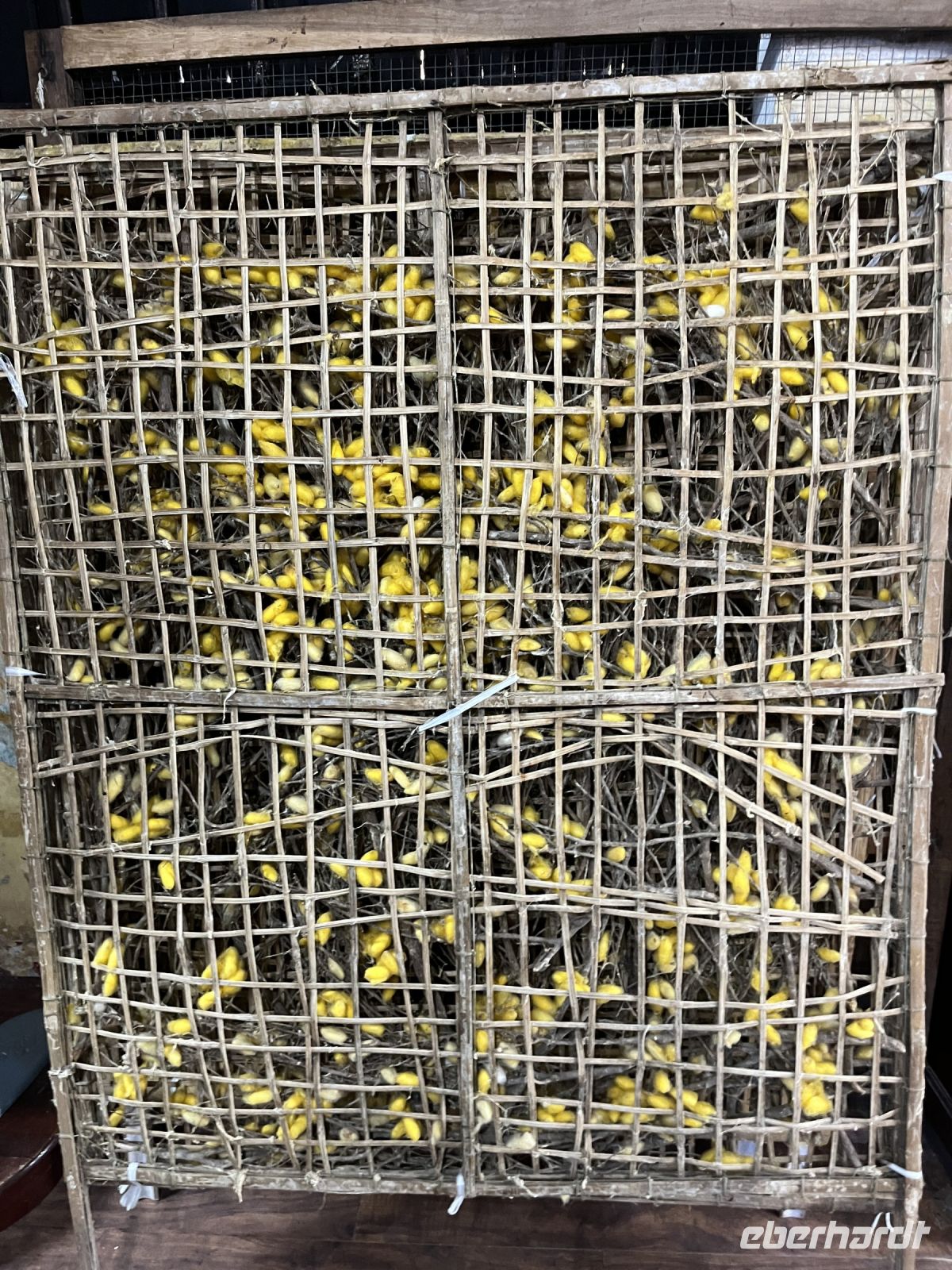 Schneiderei, Seidenraupen, Hoi An, Vietnam