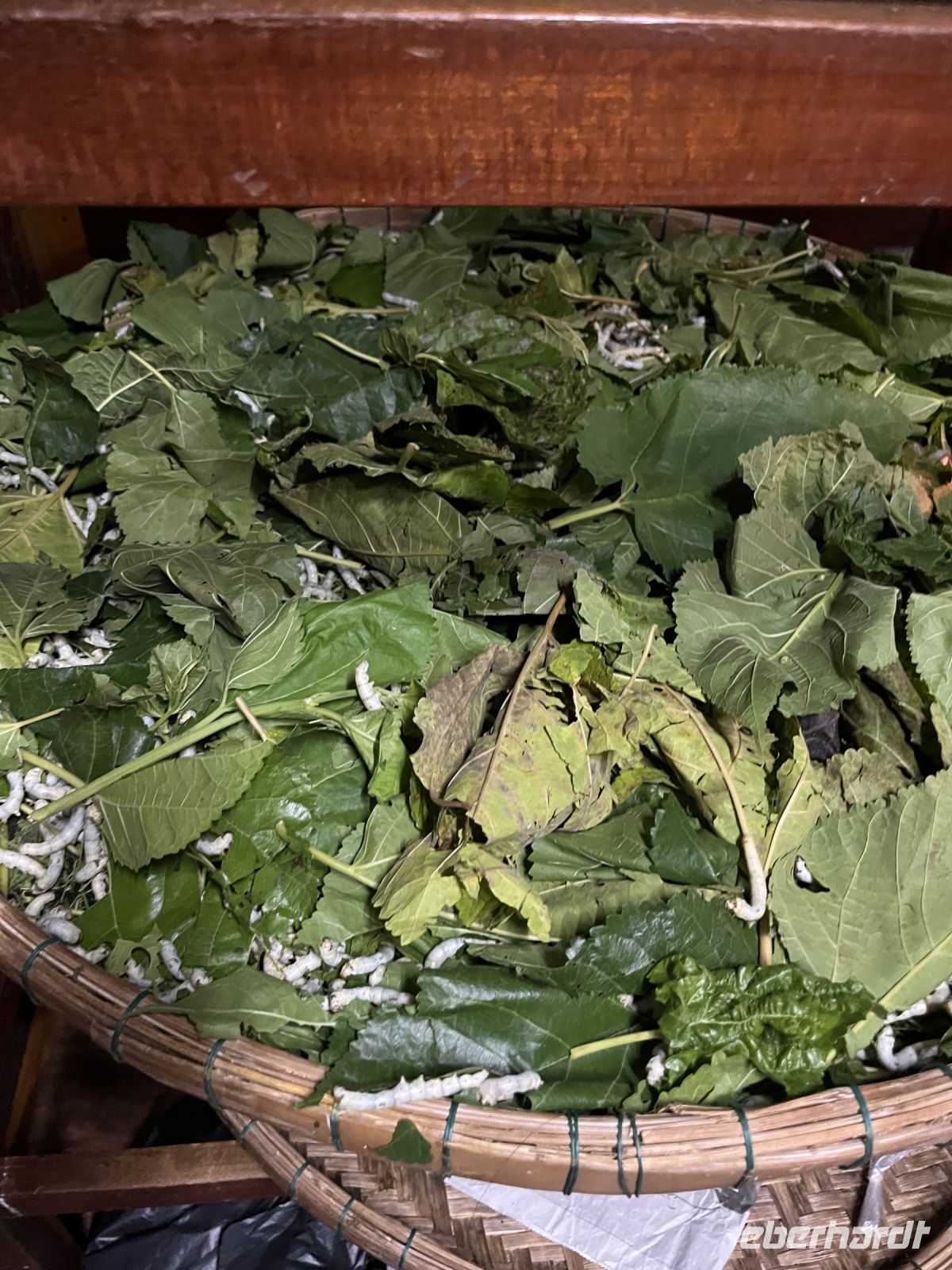 Schneiderei, Seidenraupen, Hoi An, Vietnam