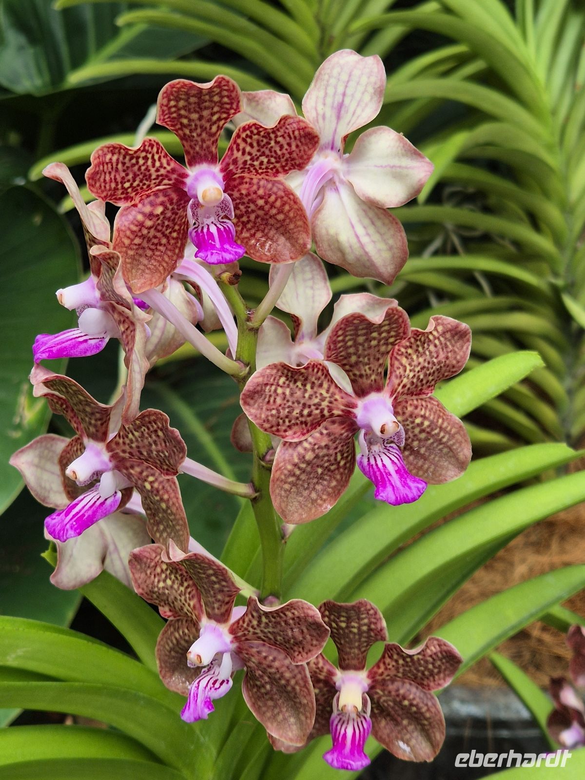 Singapur Orchideengarten