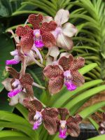 Singapur Orchideengarten