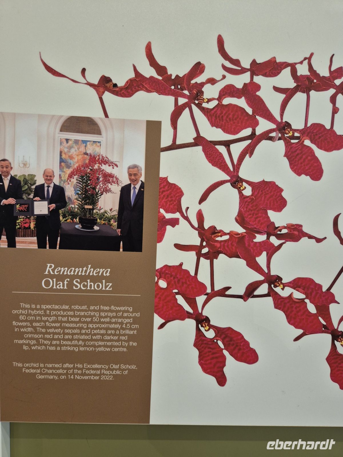 Singapur Orchideengarten