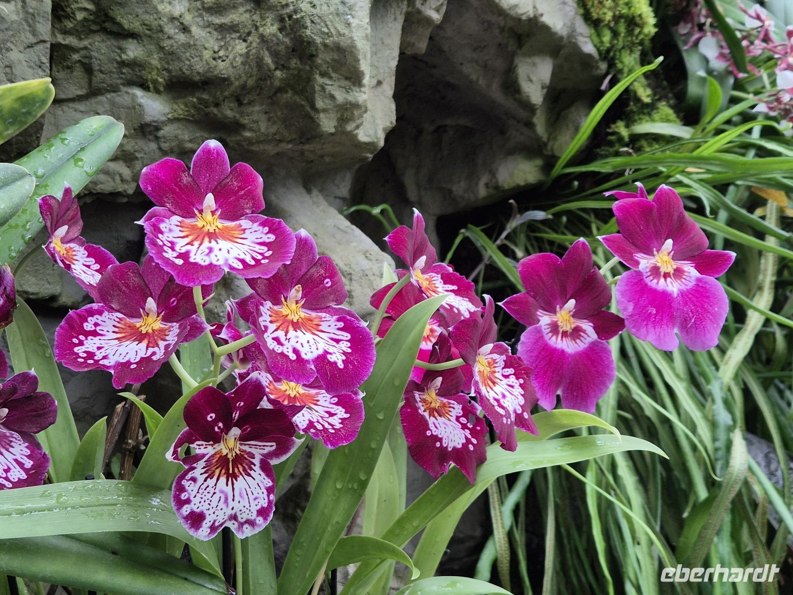 Singapur Orchideengarten