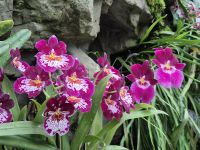 Singapur Orchideengarten