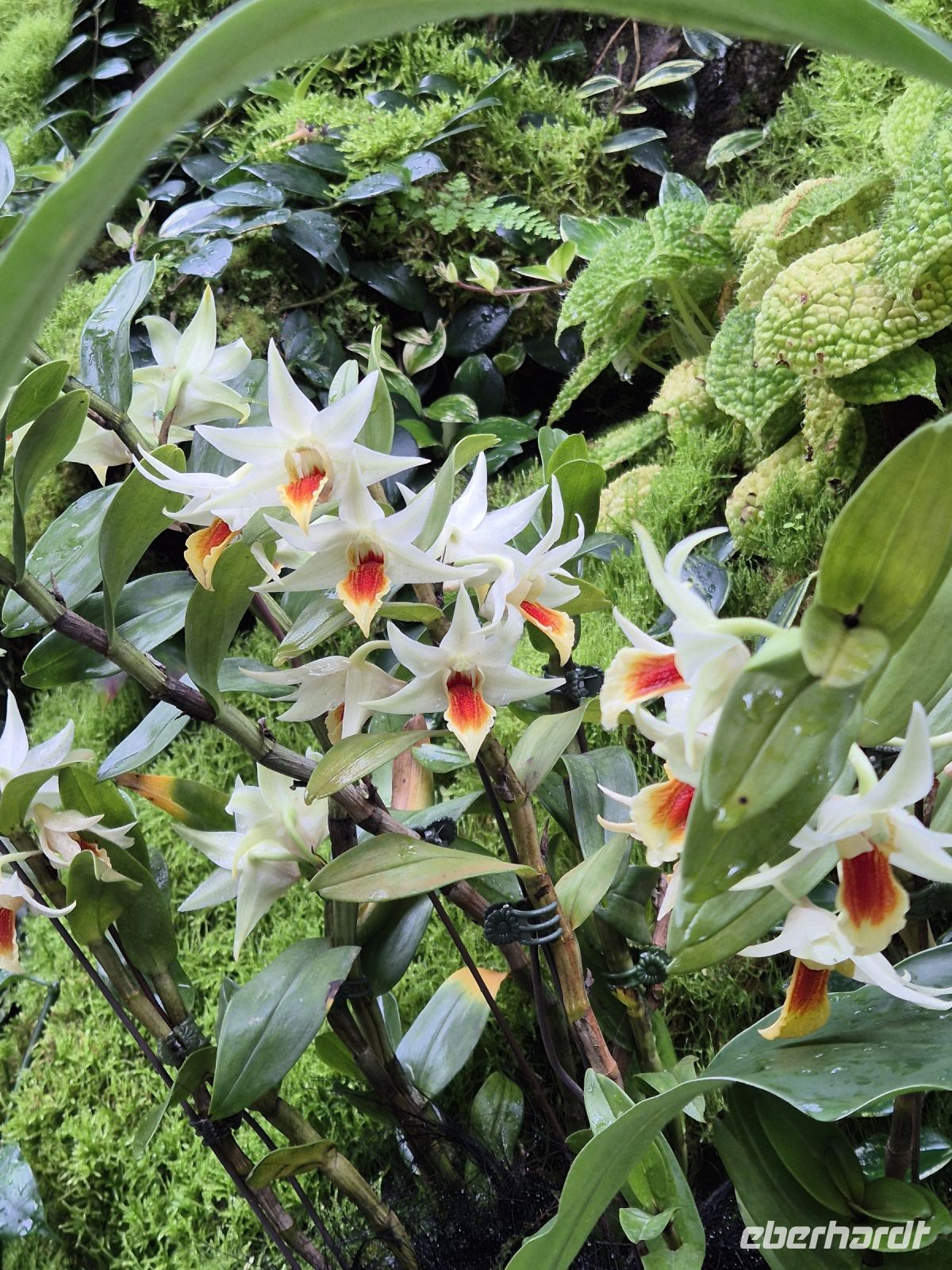 Singapur Orchideengarten