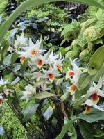 Singapur Orchideengarten