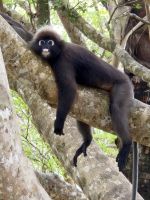 Dusky Leaf Monkey (Südlicher Brillenlangur)