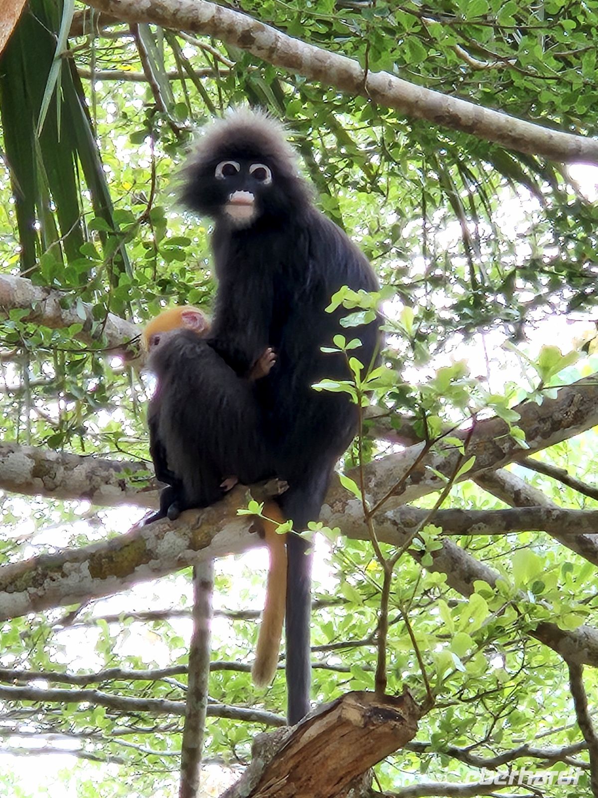 Dusky Leaf Monkey (Südlicher Brillenlangur)  mit Nachwuchs