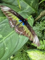 Kuala Lumpur, im Schmetterlingspark