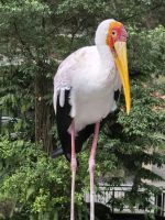 Kuala Lumpur, im Vogelpark