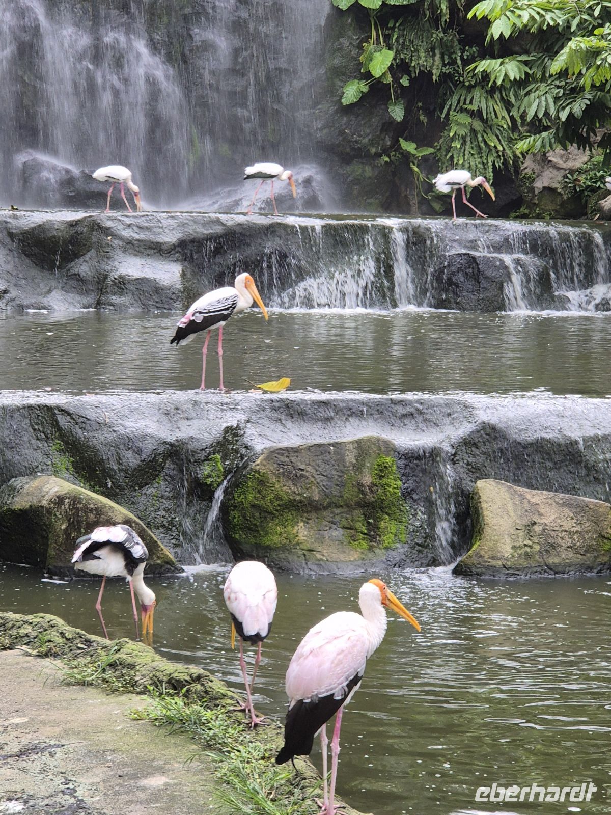 Kuala Lumpur, im Vogelpark