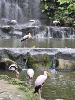 Kuala Lumpur, im Vogelpark