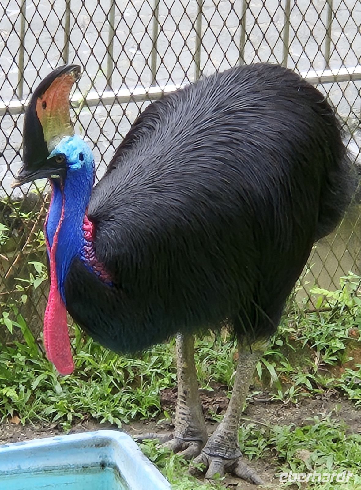 Kuala Lumpur, im Vogelpark (Kasuar)
