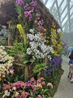 Singapur, Cloud Forest