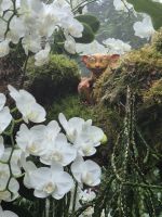 Singapur, Cloud Forest