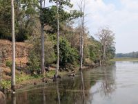Wasserbüffel beim Graben von Angkor Thom