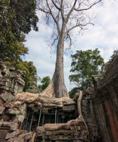 Ta Prohm, Schlangen-Wurzel