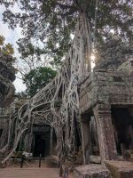 Ta Prohm, Wurzel am Tempel