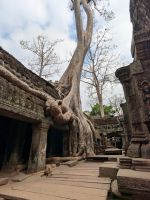 Ta Prohm, Oktopus-Wurzel