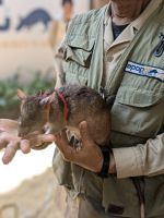 APOPO Visitor Centre