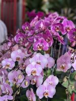 Ho Thi Ky Blumenmarkt