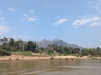 Wasserbüffel am Ufer des Mekong Rivers