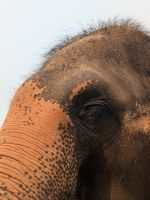 Kanta Elephant Sanctuary 