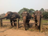 Fütterung der Elefanten