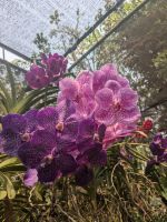 Bai Orchid and Butterfly Farm 