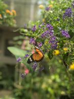 Bai Orchid and Butterfly Farm 