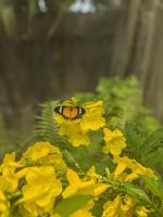 Bai Orchid and Butterfly Farm 