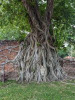 Wat Mahathat Ayutthaya, Buddhakopf im Baum 