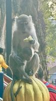 Affen, Batu Höhlen, Malaysia 