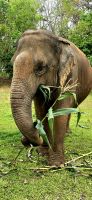 Kanta elephant sanctuary (3) &ndash; &copy; Marcus Hasselhorst (Eberhardt TRAVEL)
