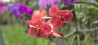 Orchideen Garten (4) &ndash; &copy; Marcus Hasselhorst (Eberhardt TRAVEL)