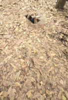 Cu Chi Tunnel (5) &ndash; &copy; Marcus Hasselhorst (Eberhardt TRAVEL)