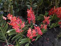 29.01.2016: Singapur - Orchideengarten