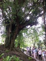 durch schöne Gärten