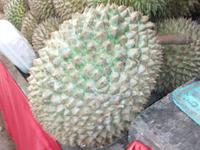 Durian - Stinkfrucht