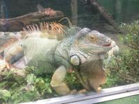 in der Schmetterlingsfarm