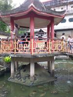 Schildkröten die Freiheit geben