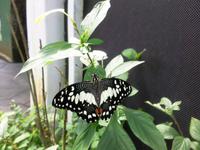 Schmetterlingsfarm (2)